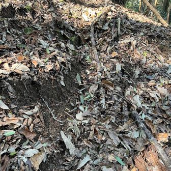 木や 根っこを掴んでよじ登れ！