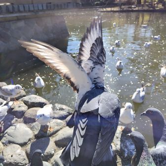 鯉のエサを買ってきたら頭も肩も腕もザックも鳩まみれ。(想定内)
多分周囲の人々はドン引きしていたと思います😅
カモメたちも大集合。

