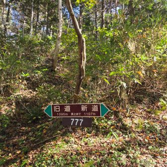 綺麗な案内標識、右の新道から上がります