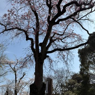 3つ目のグレイピークは何もなく、4つ目のピークあたりには町の樹50選の枝垂れ桜🌸