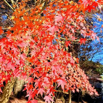 キラキラ輝く紅葉🍁