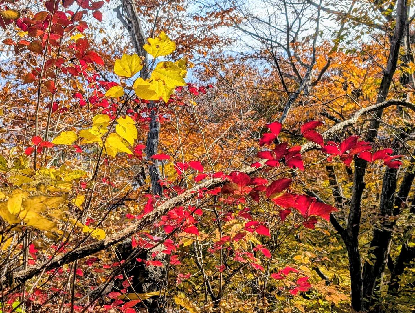 紅葉🍁の残り😅