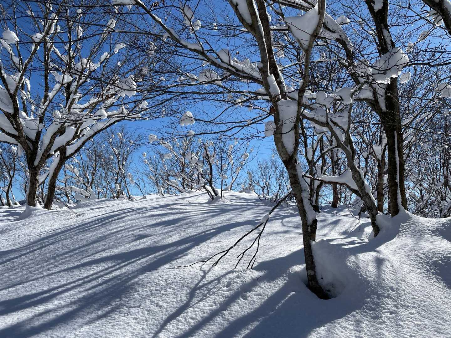 冬日さす