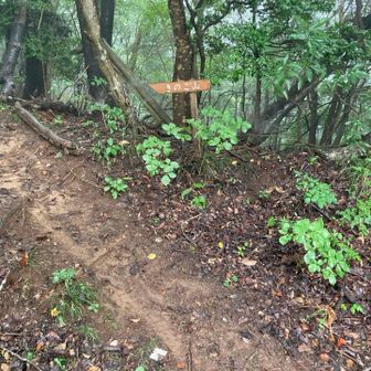 きのこ山←へ
前日の雨で滑り易いです