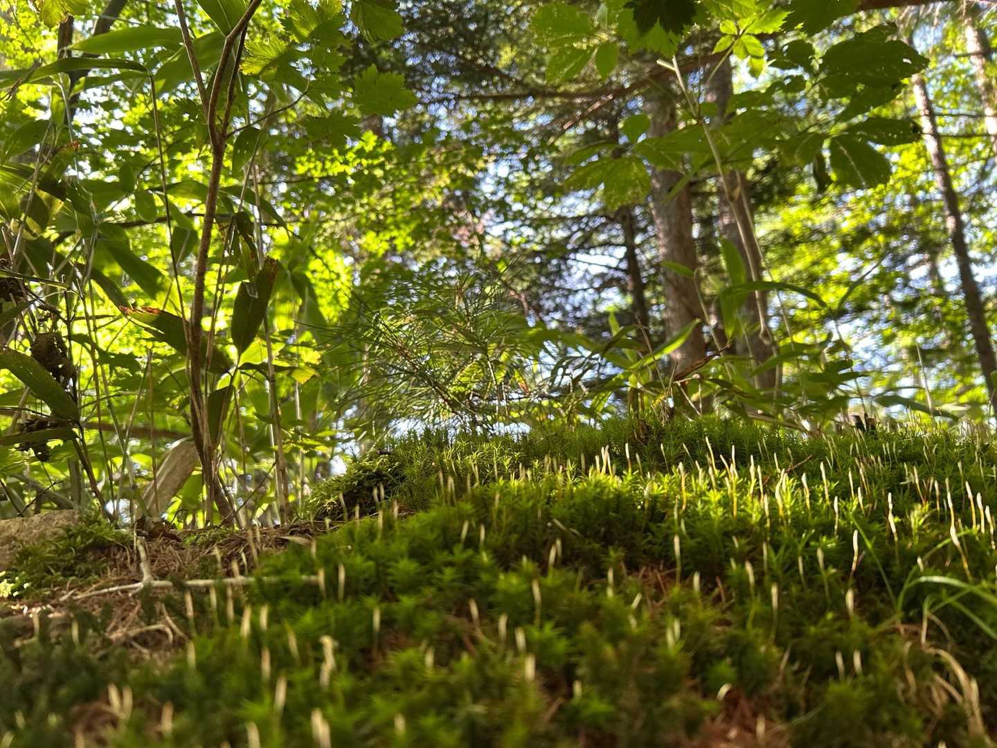 苔に癒される
