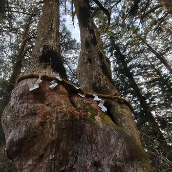 本堂の裏手、幹から二つに分かれた夫婦杉