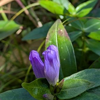 下山時  好きな色合いの花   発見
蕾でも  素敵です✨