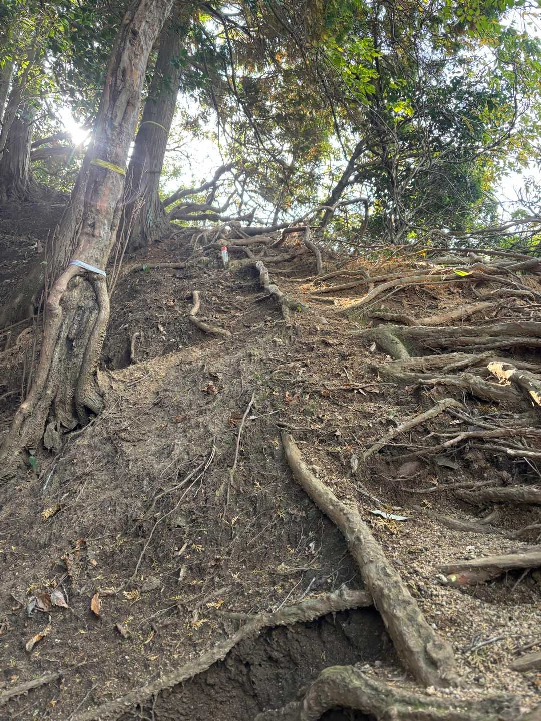 鈴鹿峠-三子山-四方草山 往復コースの写真