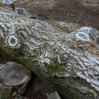 一丁平の変顔さんにも挨拶！