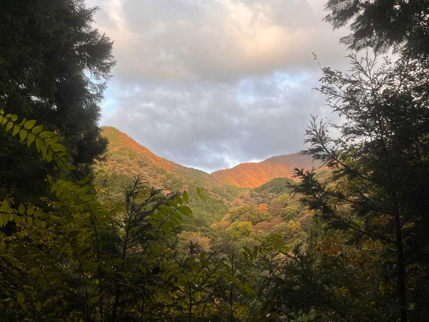 大倉登山口-鍋割山-塔ノ岳 周回コースの写真