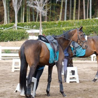 馬
白馬が一頭いましたが、乗馬中なので撮影は控えました。