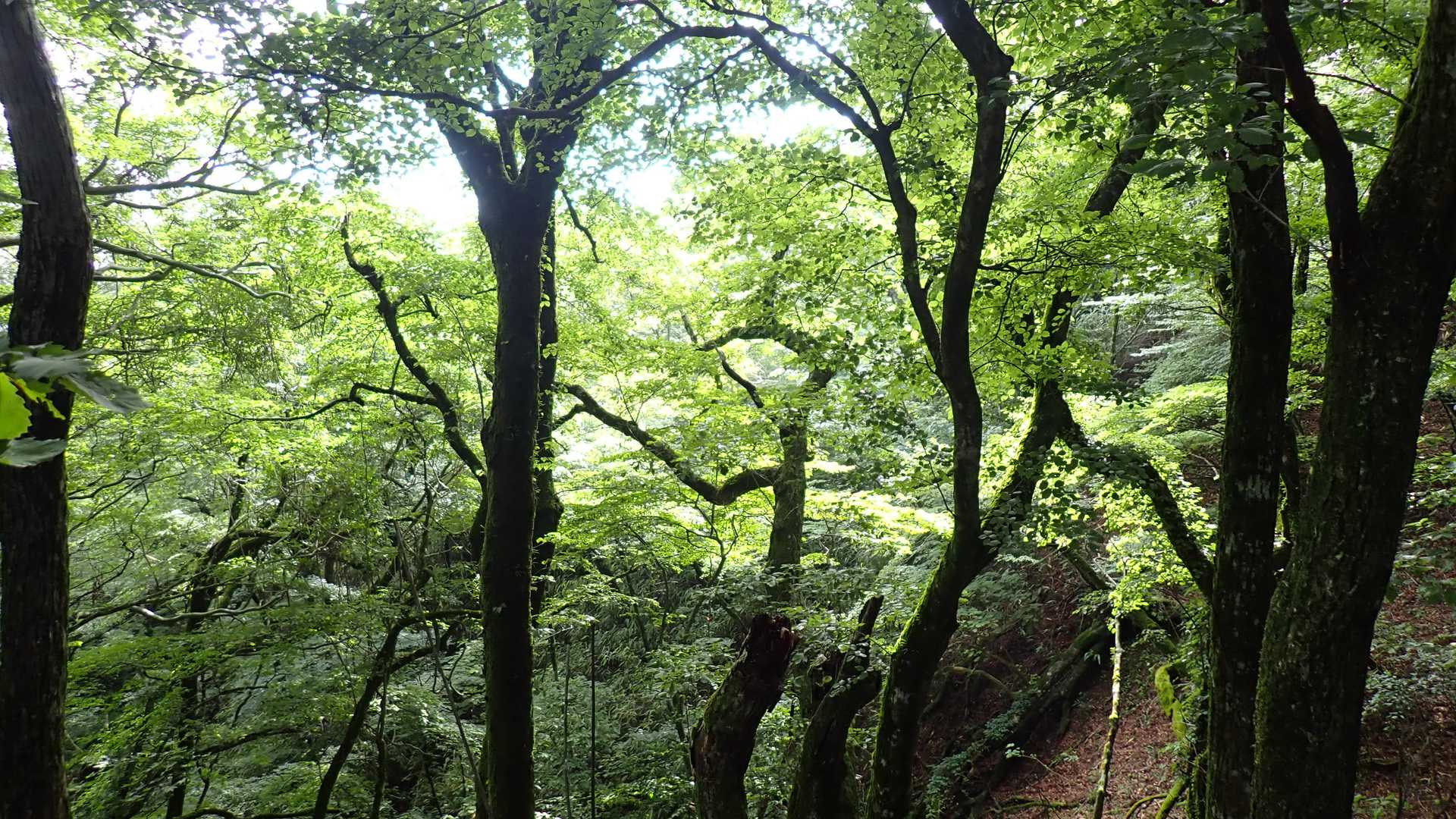 でも森の中は明るい