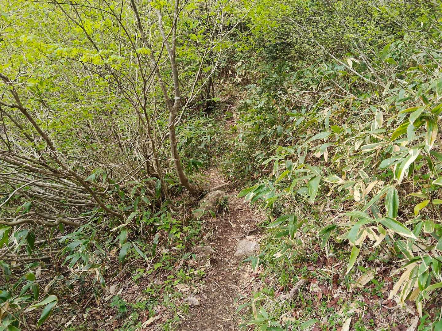 恐羅漢山-旧羅漢山 往復コースの写真
