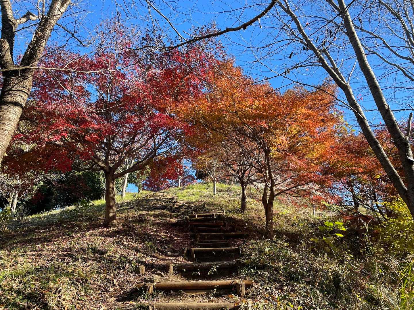 紅葉が綺麗だった