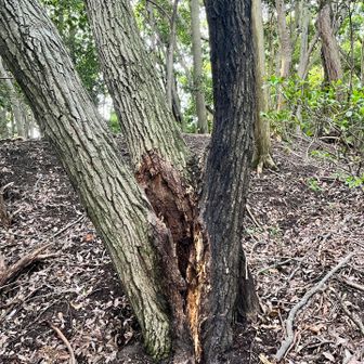 クワガタの木が雷にやられてた。