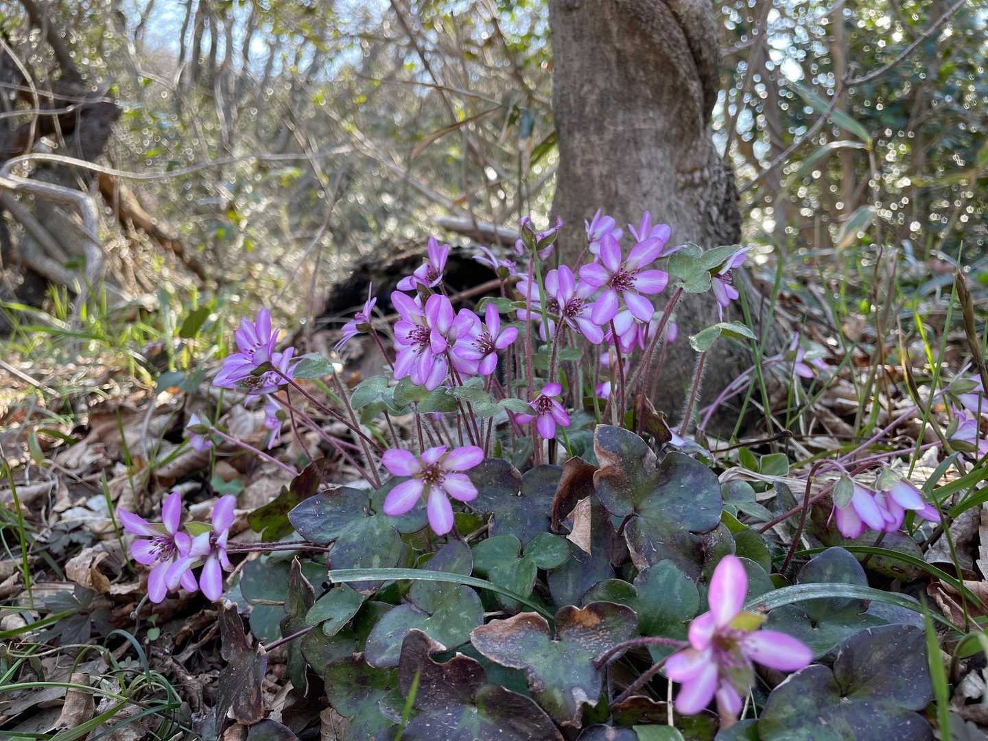 深見口-猿山-猿山岬灯台 往復コースの写真