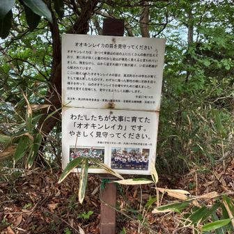 青葉神社着
オオキンレイカの説明。

京都府内 絶滅寸前種です。

地元の小学生がオオキンレイカの保護のために頑張ってくれているようです。
ありがとうございます😊
