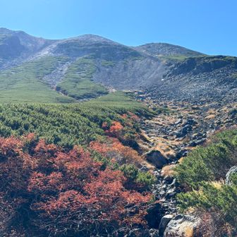 紅葉終わりかけのナナカマドと山頂部。去年はこの時点で山頂ガスってたけど、今年は完璧👌