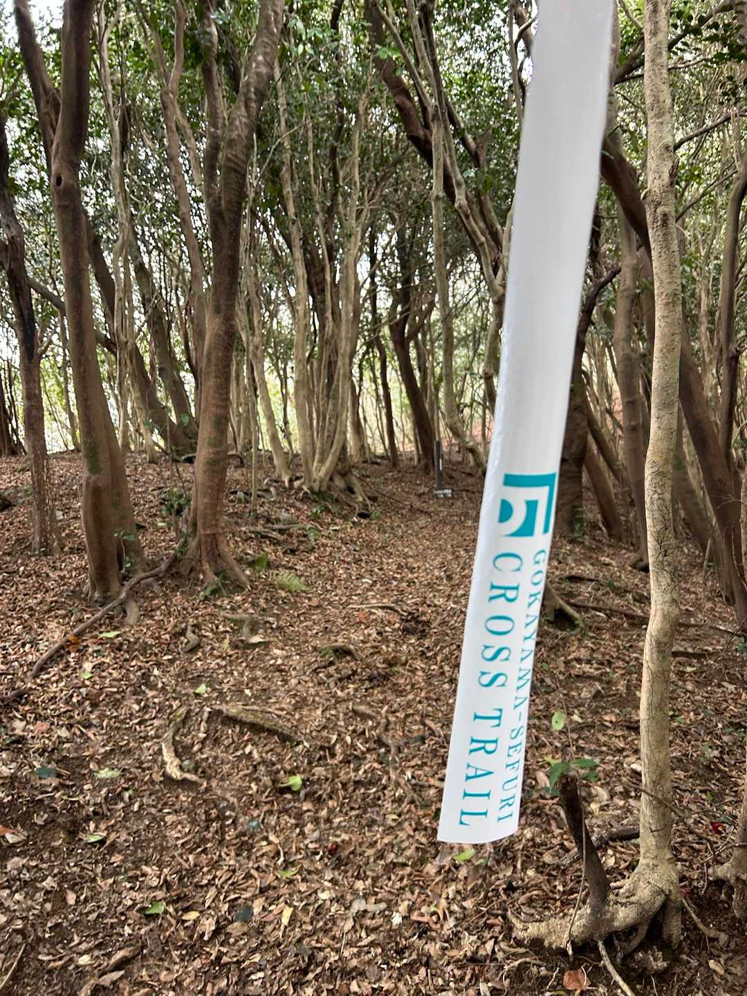 一気に450メートルぐらい登ります。体力の半分以上消耗しました🤣