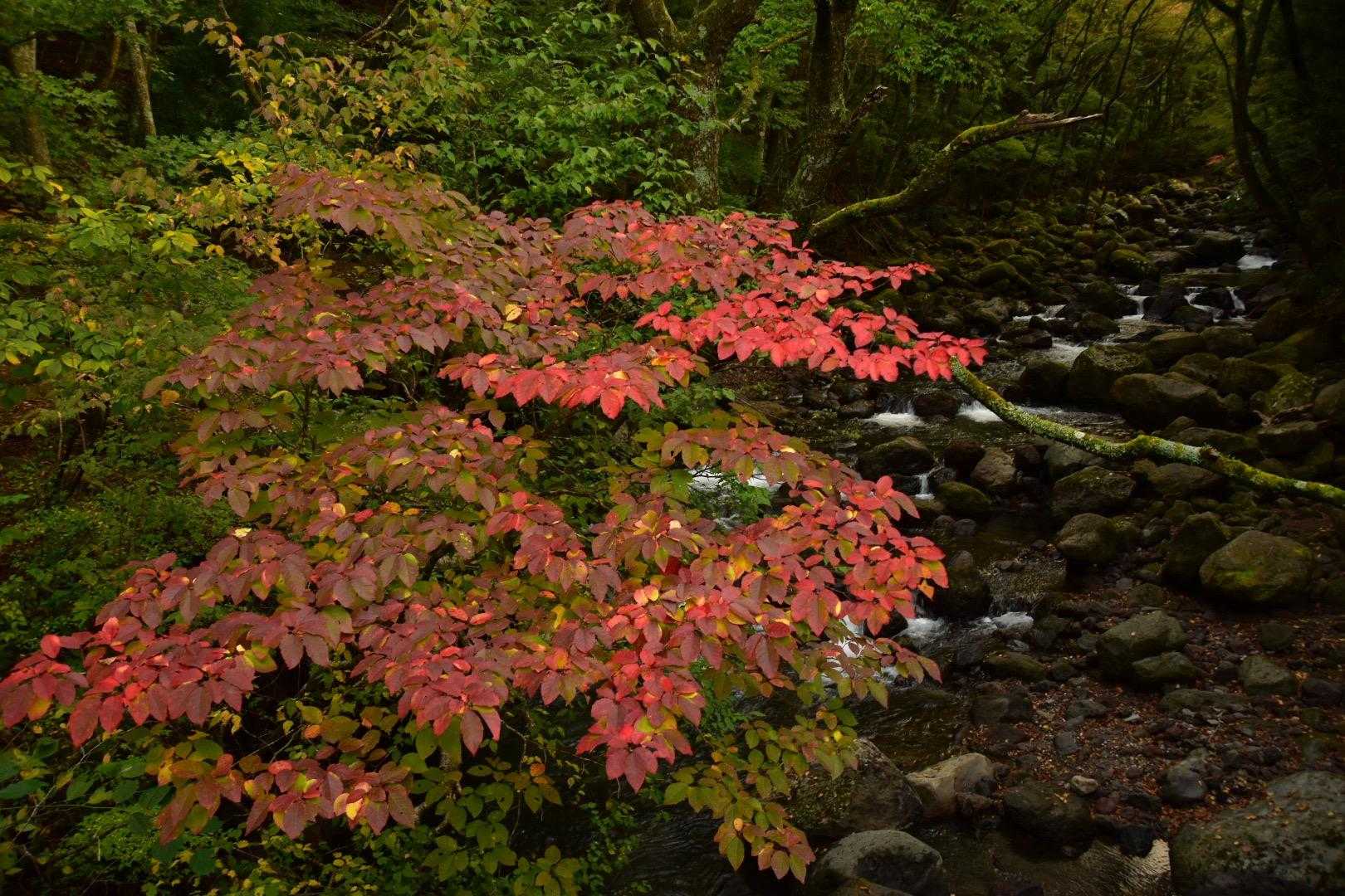 🍁