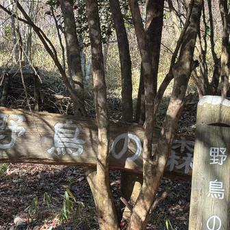 野鳥の森まで降りてきました