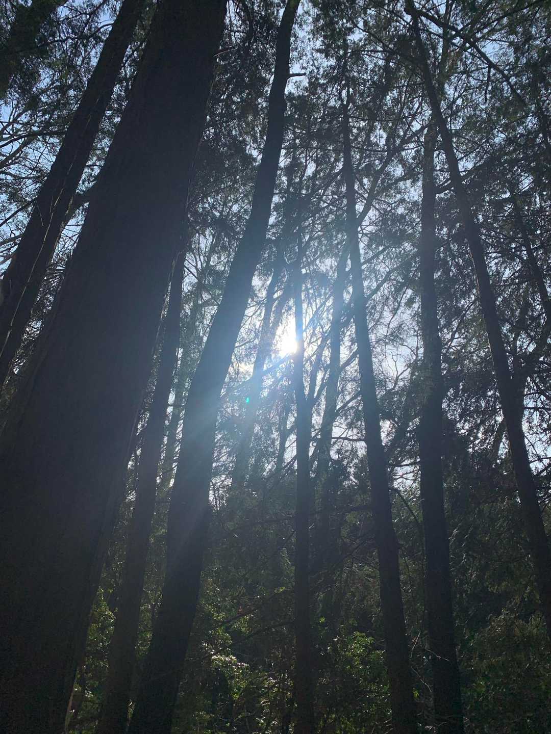 木漏れ日も綺麗〜☀️