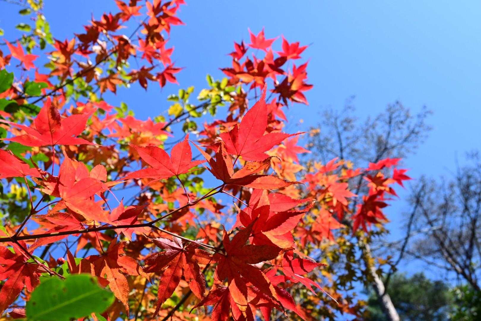 石子詰登山口-天上ヶ岳-三国峠-箕面山 往復コースの写真