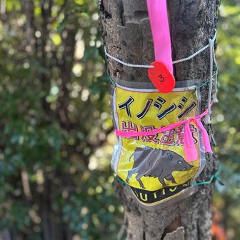 至る所にイノシシ🐗注意⚠️が貼ってありました