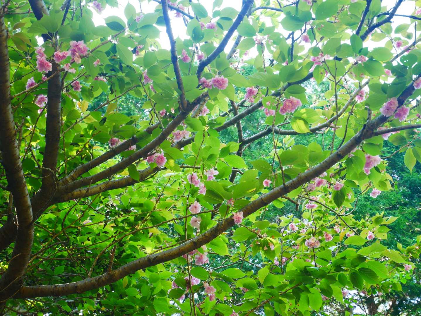 まだ🌸が…