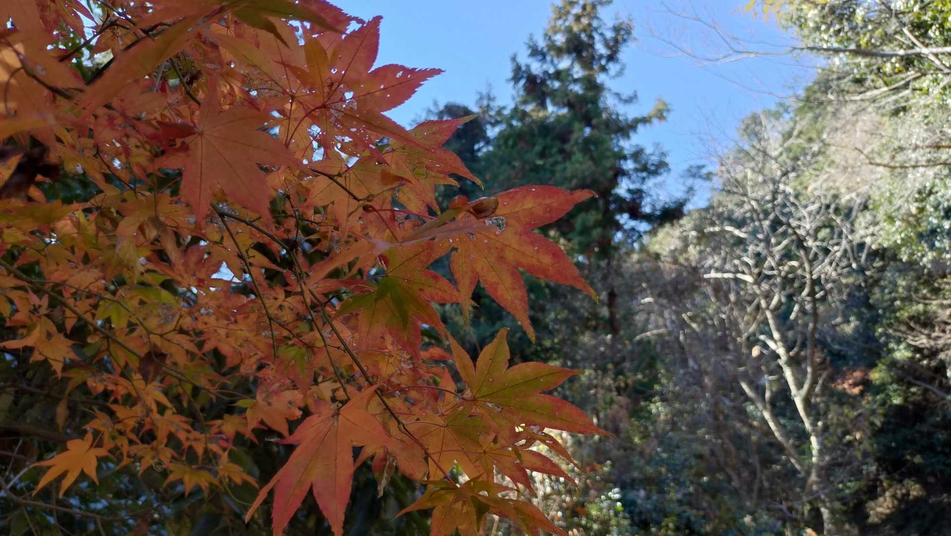 🍁