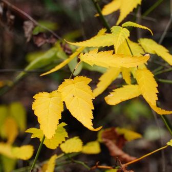 再び、黄葉です。ヤマブキ辺りでしょうか⁉️