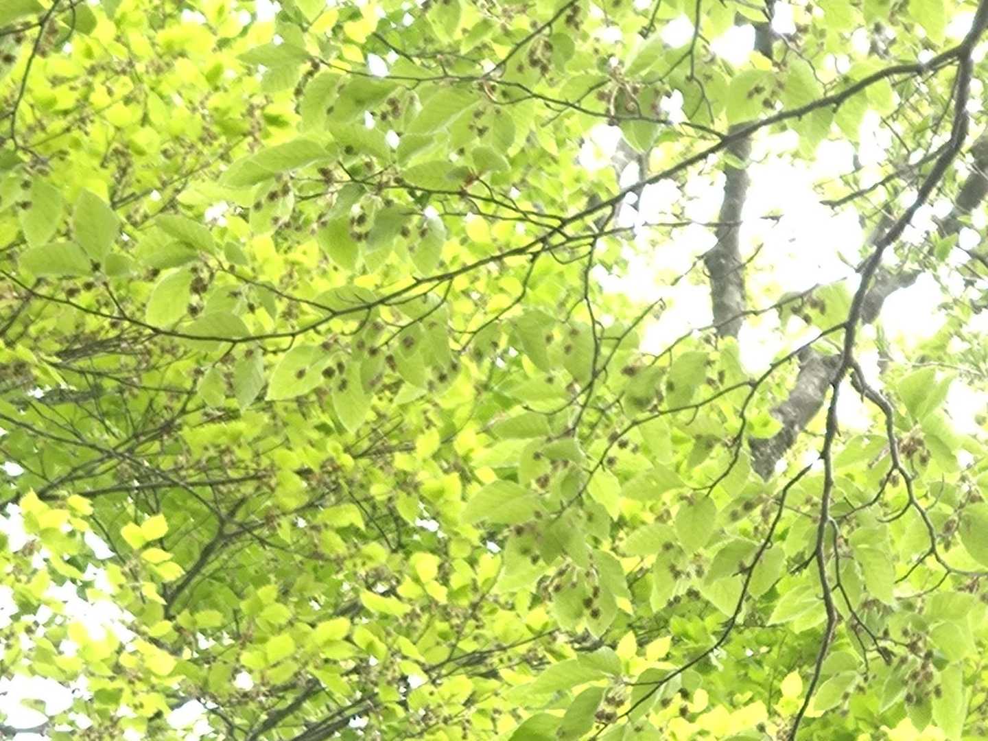 点々はブナの開花のよう
（見たのはじめて😺）