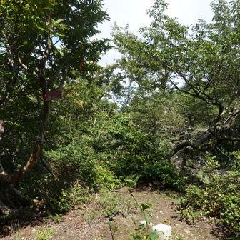 ④猿ヶ馬場山に立ち寄って