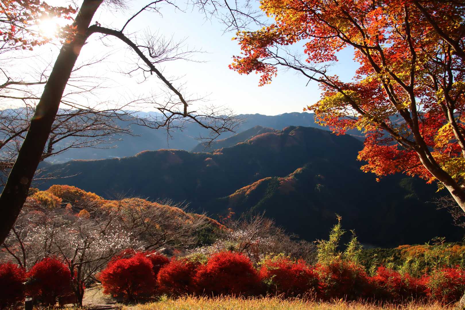 桜山 往復コースの写真