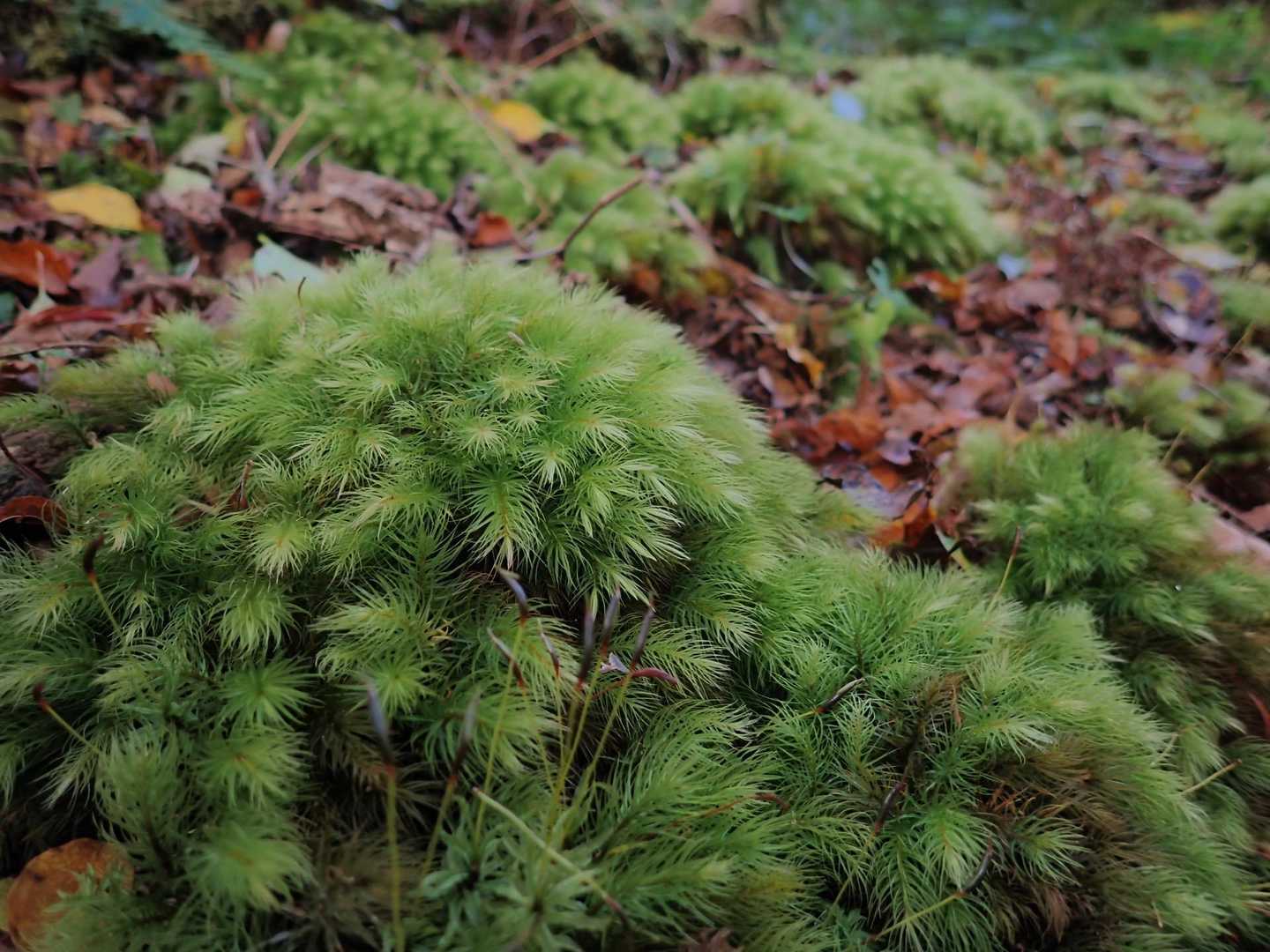 モコモコ苔群生。