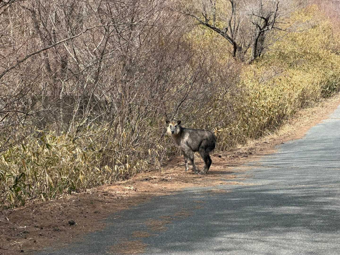 ニホンカモシカでした🫢