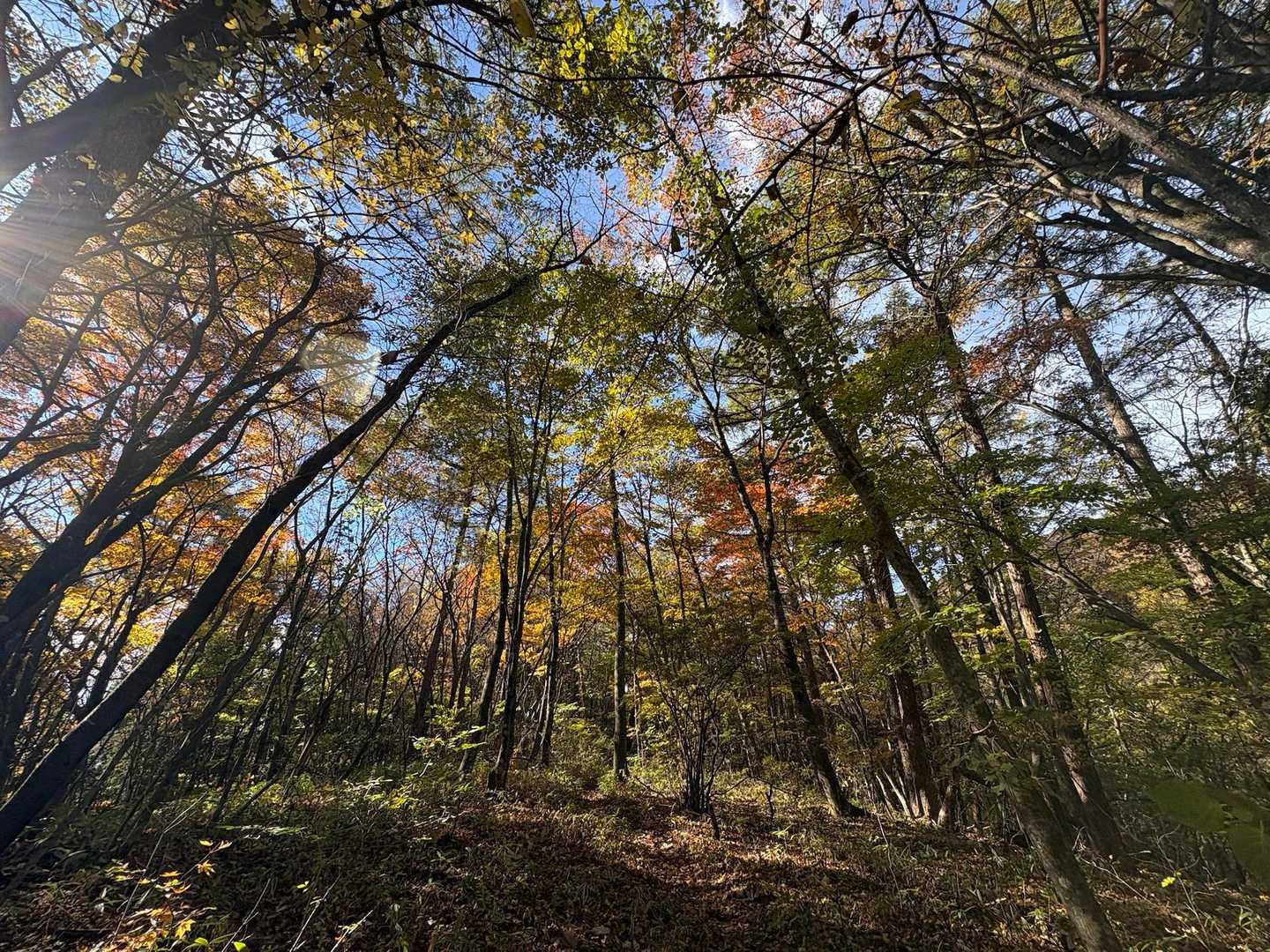 日影で風もなく気持ちよく歩ける🍁
