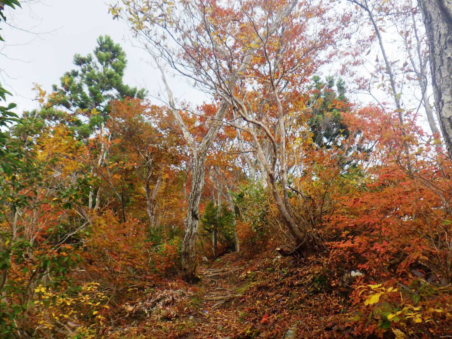 登山道は整備してありました
（感謝）