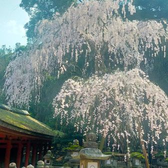 春日大社のしだれ
