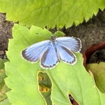 🦋
