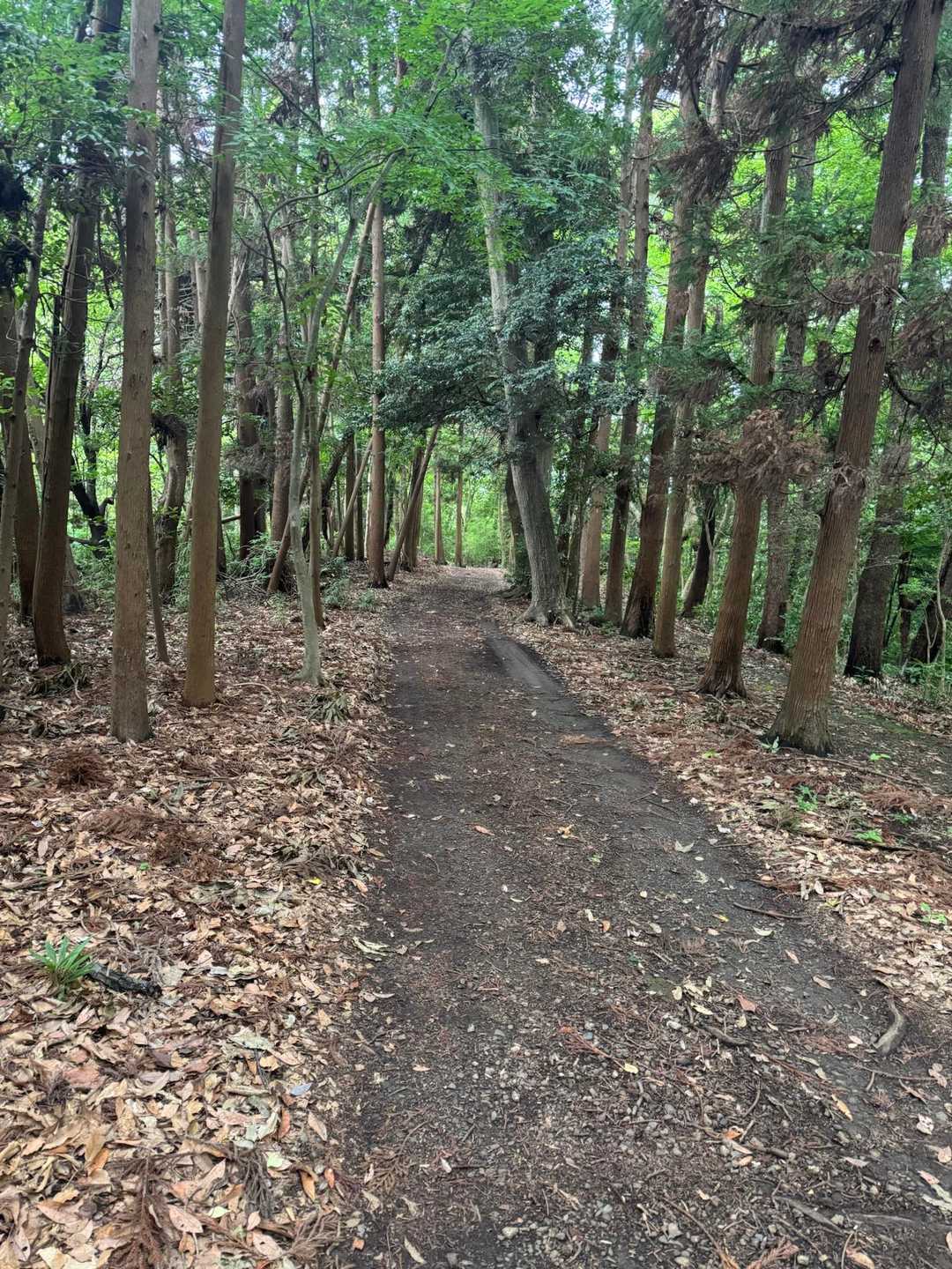 ようやく平坦な道