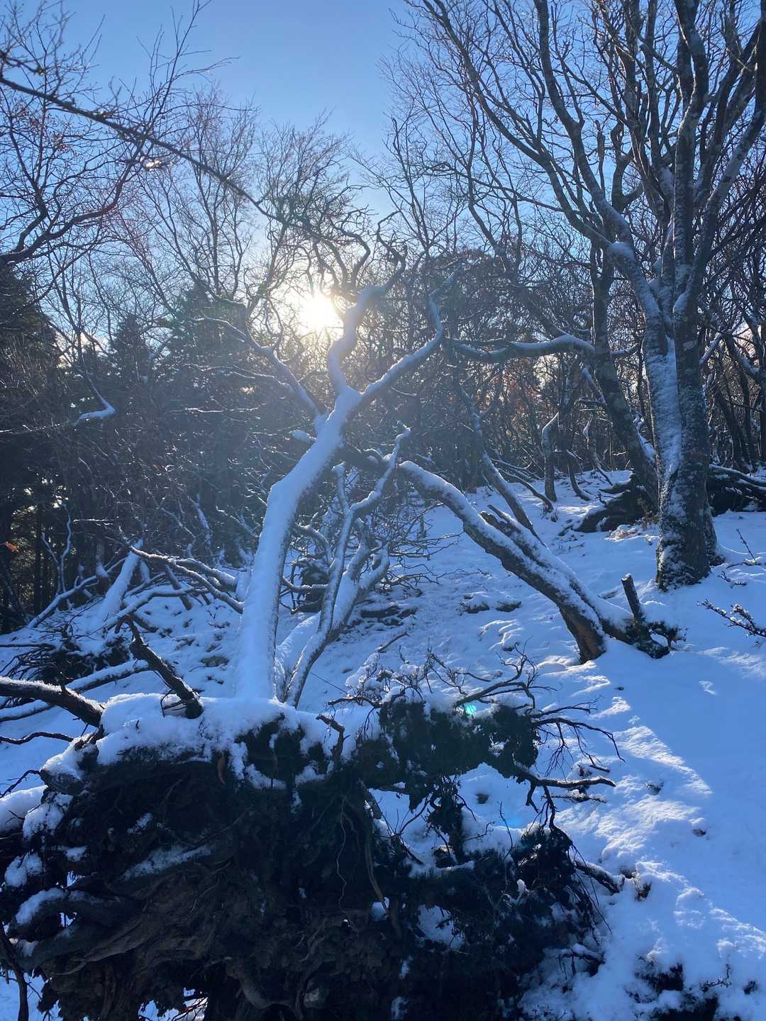 平バス停-アラキ峠-権現山-ホッケ山-小女郎峠-蓬莱山 往復コースの写真