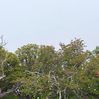 ガスの向こうに弥山と八経ヶ岳