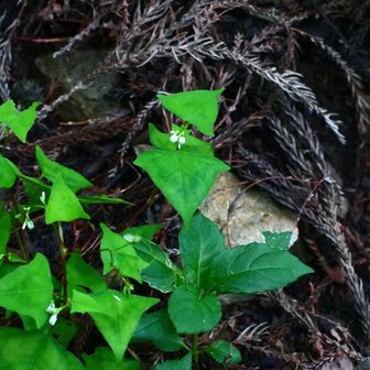 ミヤマタニソバ（深山谷蕎麦）
蕎麦に似て、山中に生えているから。花は径３～４mm。