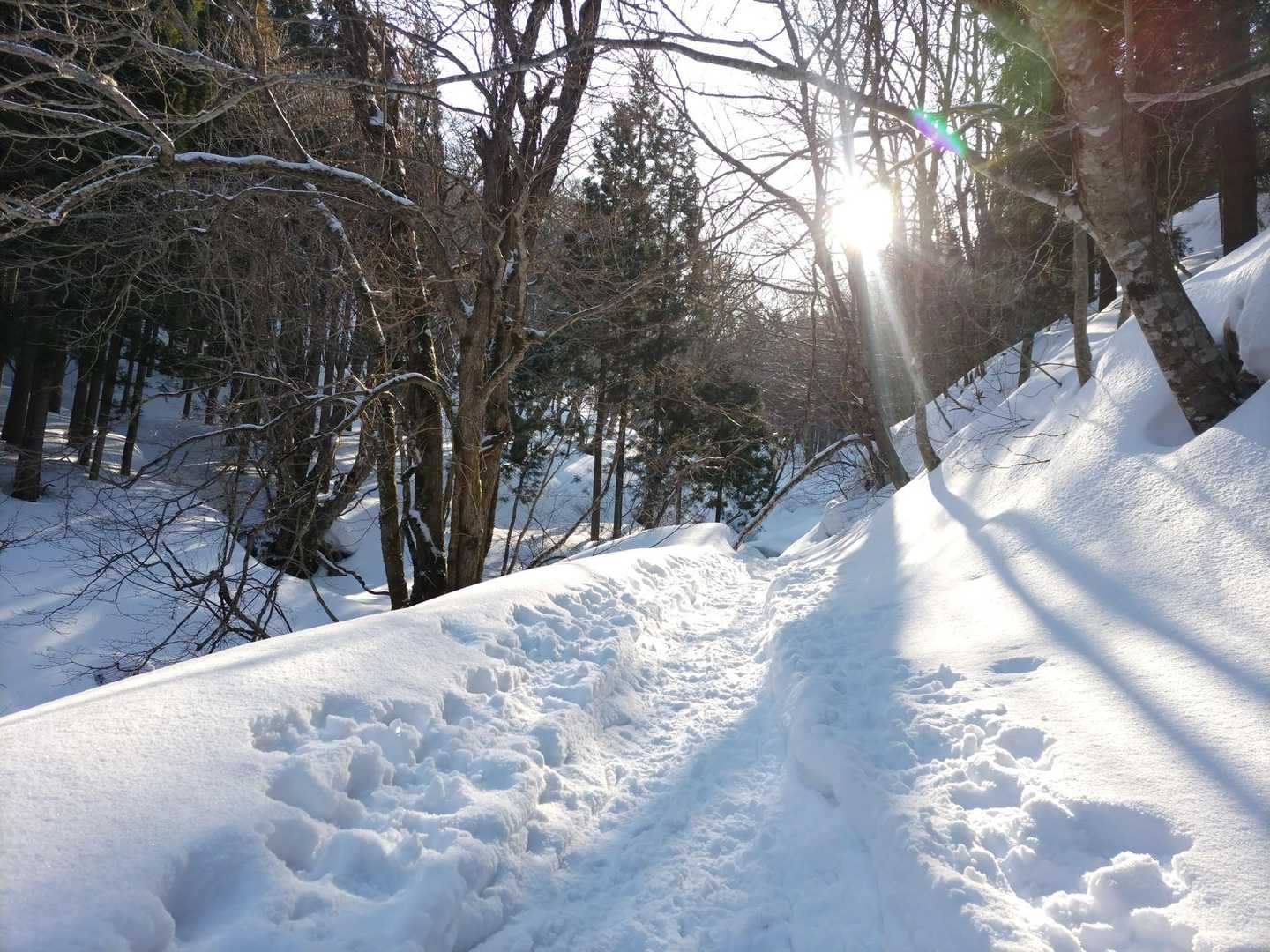 
歩かれている方がたくさん。
不安だったこの辺りも、トレースに従って進めば安心でした🙇

小鳥のさえずり🐦️
金色に光る木々✨️
あぁ、もうそれだけで私は満足〜🤭
