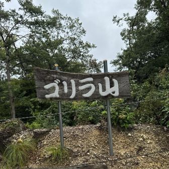 何故、ゴリラ？

心の中で突っ込み