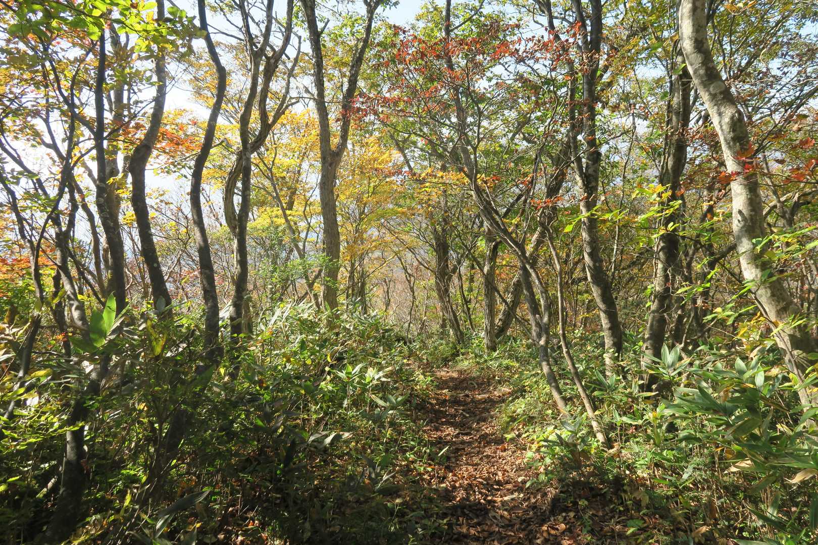 広域林道登山口-保月山-釈氏ヶ岳-中岳-経ヶ岳 往復コースの写真