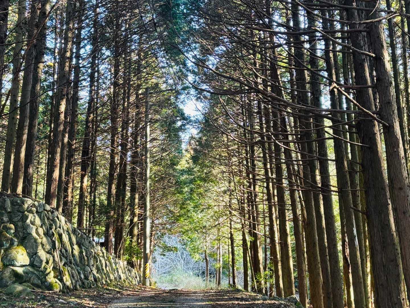 坂本棚田バス停-徒歩参道入口-野登山 周回コースの写真