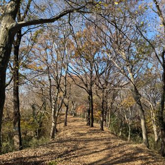 気持ちの良い尾根道で今日初めて登山者さんにすれ違い。