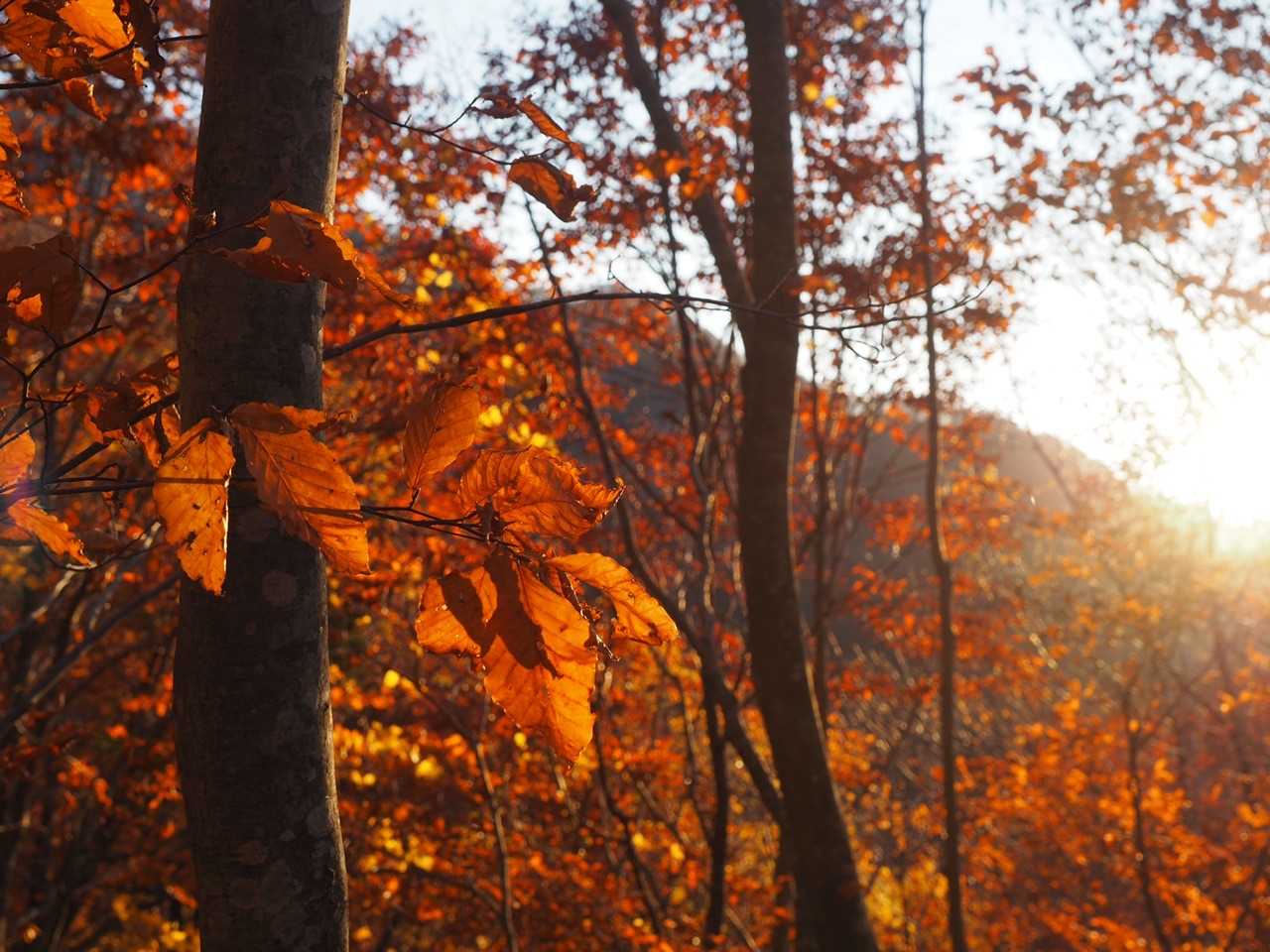 燃えるような紅葉🍁